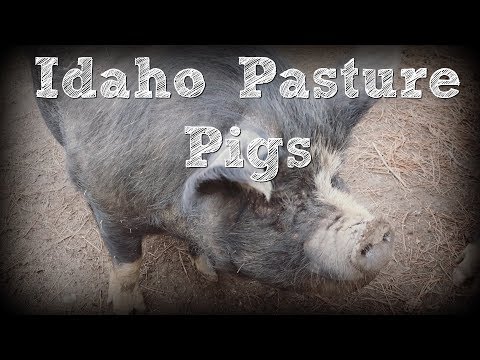 Видео: Свиньи пастбищ Айдахо