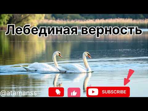 Видео: Всем любящим сердцам посвящаю !💞Песня ,, Лебединая верность ‘’