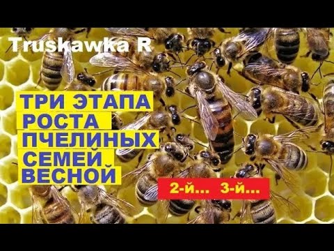 Видео: #Пчёлы. Развитие семьи весной. когда начнут роиться пчёлы разных по силе семей.