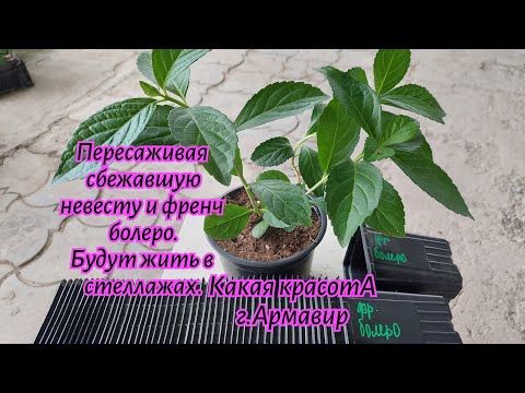 Видео: Пересаживаю сбежавшую невесту и френч болеро,черенкование этого года.Будут жить в стеллажах.26.09.24