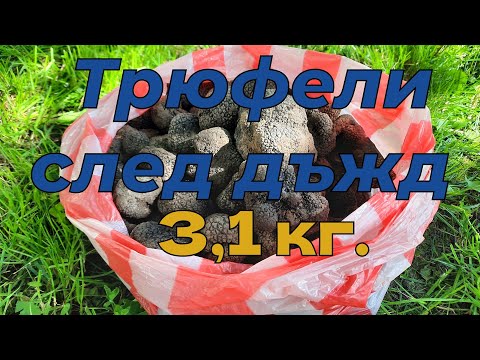 Видео: Трюфели след дъжд