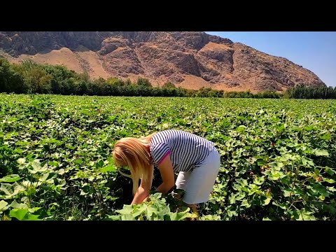 Видео: Андижан. Приехали в горную махаллю. Увиделись с родными. Поели Тандыр-Гошт. Хлопковые поля и сады!