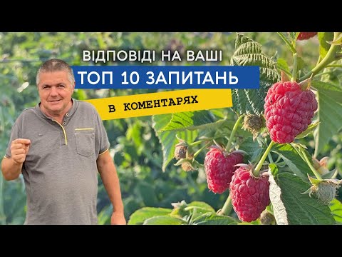 Видео: Відповідаємо на ТОП 10 питань про малину з коментарів до відео. Удобрення, сорти та ціни на малину.