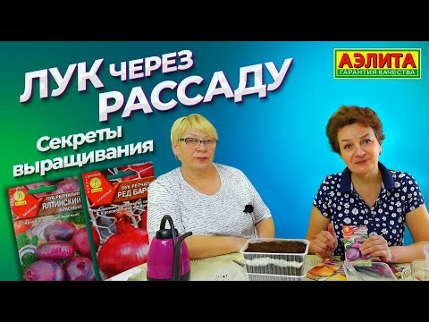 Видео: Выращивание лука из семян. ЛУК ЧЕРЕЗ РАССАДУ.