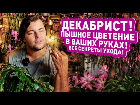 Видео: ДЕКАБРИСТ! ПЫШНОЕ ЦВЕТЕНИЕ В ВАШИХ РУКАХ! Все секреты ухода!