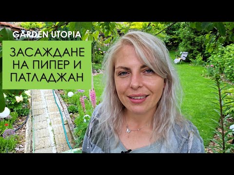Видео: Засаждане на ПИПЕР и ПАТЛАДЖАН - 16.05.2024 г.