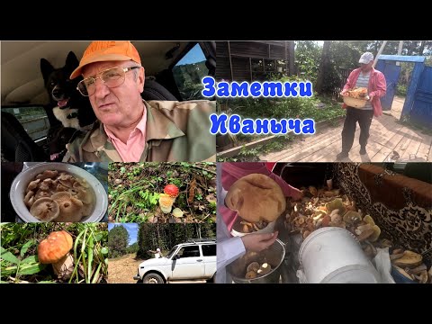Видео: Грибной выпуск и не только