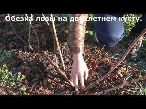 Видео: Виноград .Обрезка виноградной лозы  осенью  2018г.