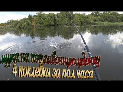 Видео: Осенняя рыбалка на живца! Попали на ВЫХОД ЩУКИ, на реке "Сосна"!