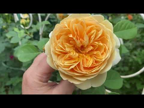 Видео: Пять причин, почему я уменьшаю коллекцию роз!