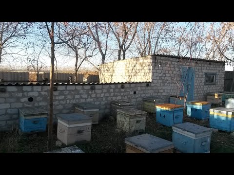 Видео: Омшаник/Зимовник/Зимовка пчел.