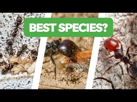 Видео: 5 лучших видов муравьев для новичков! | BRUMA Ants
