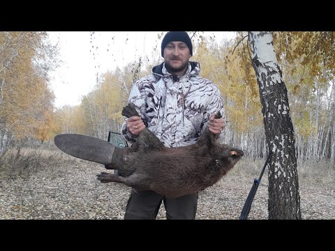 Видео: Охота на бобра с ружьем 2021| Охота на бобра проходными "гуманными" капканами| Трофейный бобр