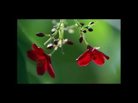 Видео: Эдип Асанов - Къырмызы гуллер