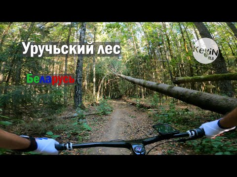 Видео: Лес, который удивил | Минск, Уручье - К.Стан, Лосиная муха, 2 серия