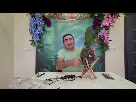 Видео: Основы Орхопосадки!