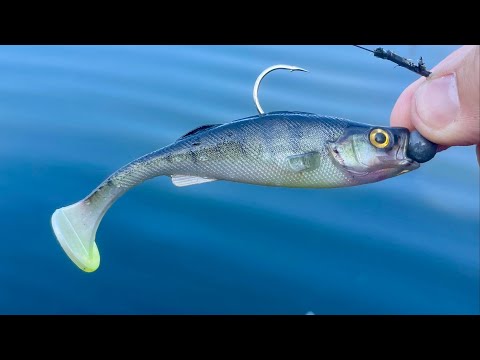 Видео: Ловля щуки на маленькие приманки! Поймаю ли я столько же!?