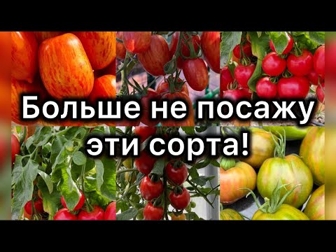 Видео: ЭТИ ТОМАТЫ БОЛЬШЕ НИКОГДА НЕ ПОСАЖУ! Семена в мусорку, деньги на выброс 