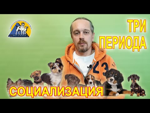 Видео: Это важно знать каждому собачнику! Три периода социализации!