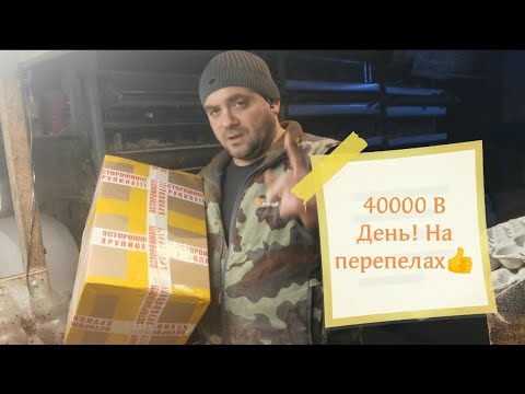 Видео: Заработать 40000 в день на перепелах, реально!! Как продавать мясо и куда? 😎😎Мой рабочий день🔥