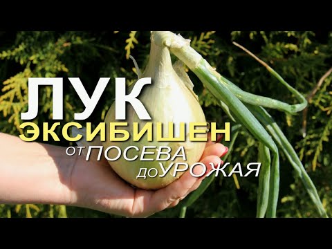 Видео: Выращивание ЛУКА ЭКСИБИШЕН от посева до урожая! Советы от ЗЕЛЕНОГО ОГОРОДА!
