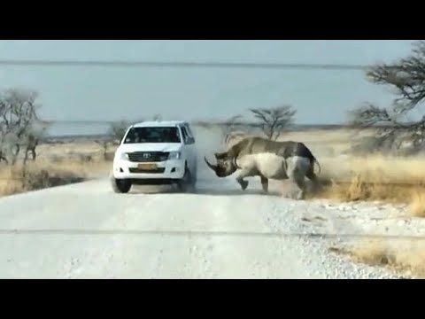 Видео: Гиганты в Ярости! На что способны гигантские животные...