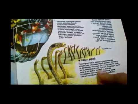 Видео: ~ ASMR АСМР Читаем энциклопедию.Шёпот, конфетка, в конце тэппинг/Whispering, candy~