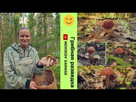 Видео: Грибная разведка 22 сентября 2024. Гатчинский район.