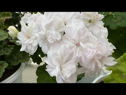 Видео: Прогулка по Пеларгонии, высадили рассаду 😊