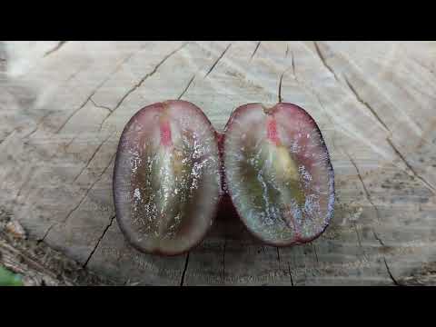 Видео: Новинка Калугина. Зорро.