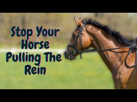 Видео: Не позволяйте лошади тянуть поводья