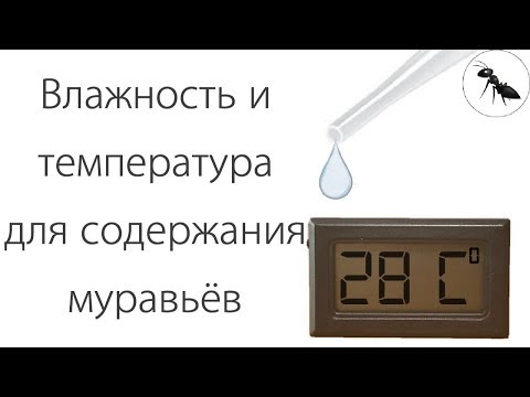 Видео: Влажность и температура для содержания муравьёв.