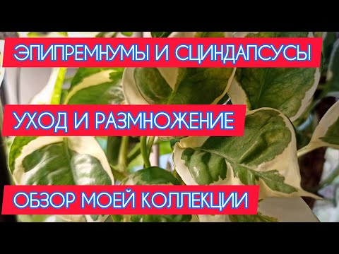 Видео: Эпипремнумы и сциндапсусы. Уход и размножение. Обзор моих растений