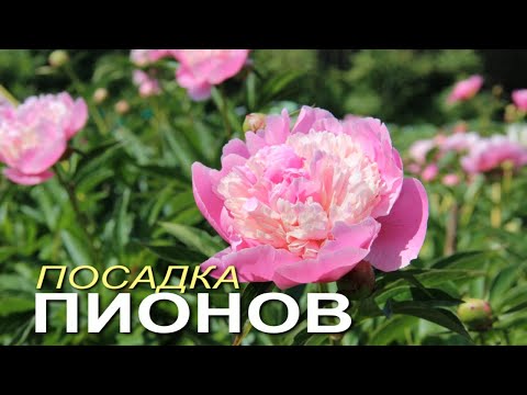 Видео: Посадка ПИОНОВ весной в открытый грунт! Советы от ЗЕЛЕНОГО ОГОРОДА!