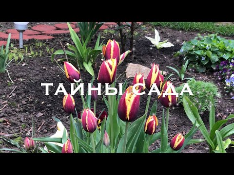 Видео: Тюльпаны, сорта которых рекомендую всем. Часть 2