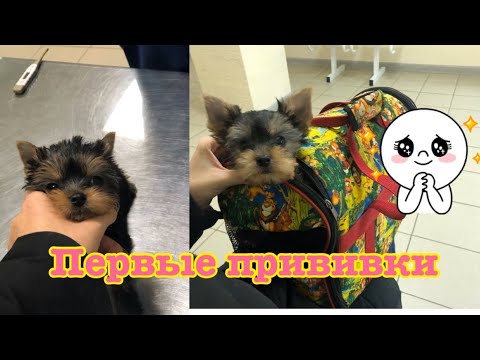 Видео: VLOG:Вакцинация щенков Йорка, Гуччи уехал в Новый дом ♥️