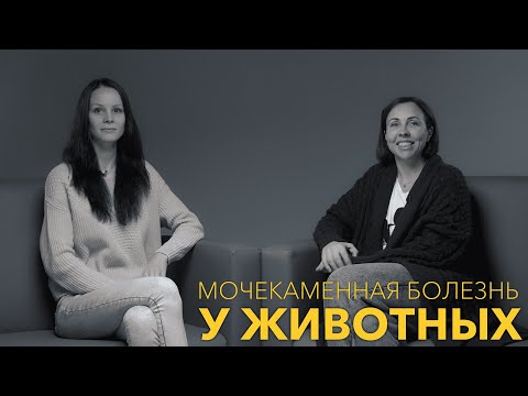 Видео: Мочекаменная болезнь у животных