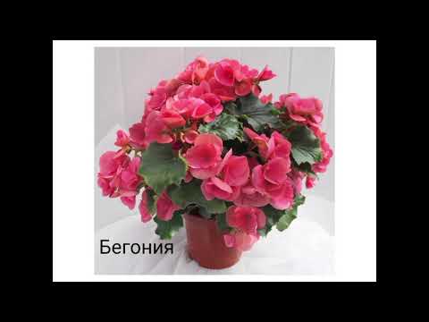 Видео: Сабақтың тақырыбы: Табиғат бұрышындағы бөлме өсімдіктері.