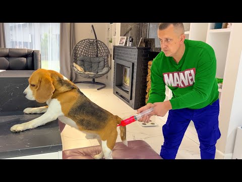 Видео: Шерлок всех заразил. Батя лечит Шерлока. Брос Шоу Пет