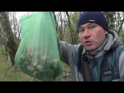 Видео: ПОШЁЛ НА ПРОГУЛКУ С СОБАКОЙ И НАБРАЛ МНОГО ГРИБОВ! Майские грибы!