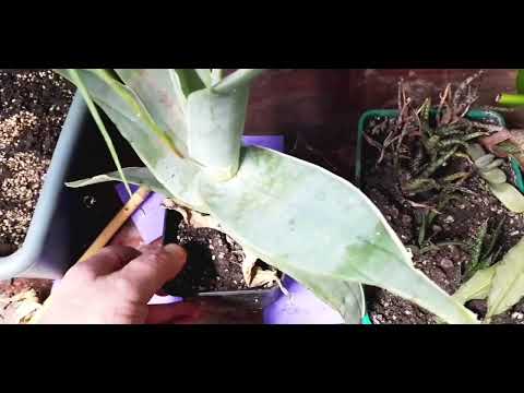 Видео: алоэ. кого как зовут.