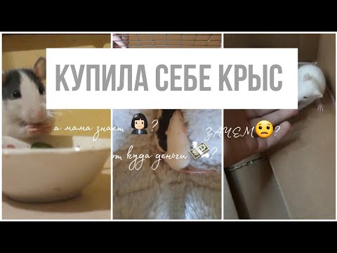 Видео: купила крыс не сказав маме !!!