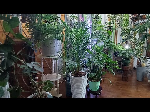 Видео: Комнатное #цветоводство : ошибки новичков. Как не надо выращивать #комнатныерастения ! #арека 