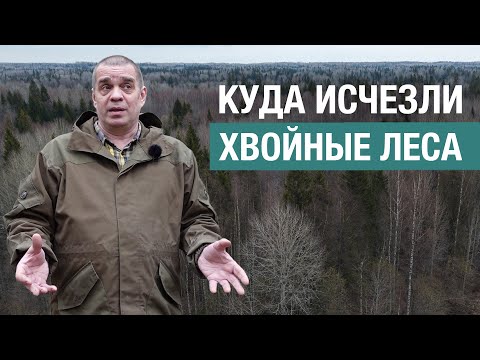 Видео: Смена пород: почему на месте срубленного ельника растет осинник, и чем это плохо