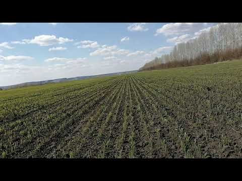 Видео: Ячмень яровой, всходы. Сорт Эксплоер.