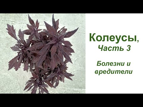 Видео: Колеусы. Часть 3.  Болезни и вредители
