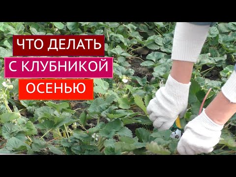 Видео: УХОД ЗА КЛУБНИКОЙ ОСЕНЬЮ!