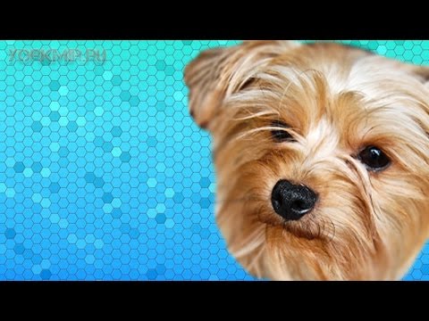 Видео: Признаки бешенства у собак | Симптомы | Что делать.