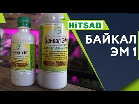 Видео: СЕКРЕТ Использования Байкал ЭМ1 ✔️ Лучшее удобрение для Сада ✔️ Советы от Хитсад ТВ