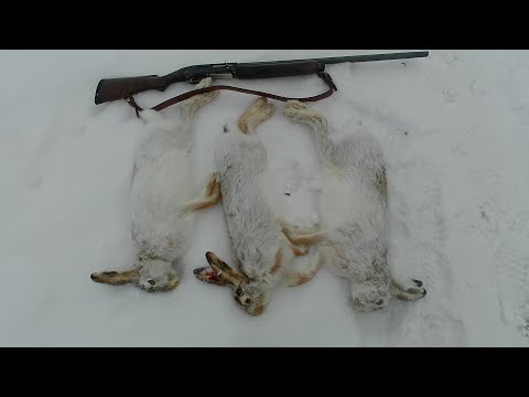 Видео: Охота на зайца. Зайца очень много.